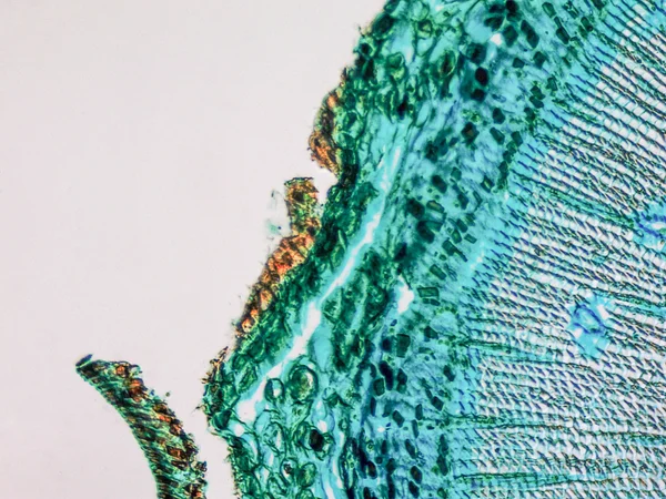 Микрограф Пайн Вуд — стоковое фото