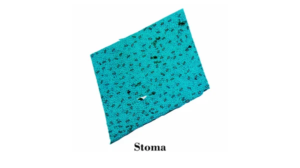 Stomi micrographen — Stockfoto