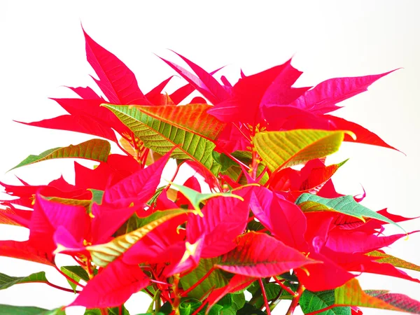 Poinsettia Christmas star — Stock Photo, Image