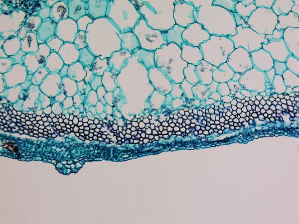 Micrografia de haste de cucurbita — Fotografia de Stock