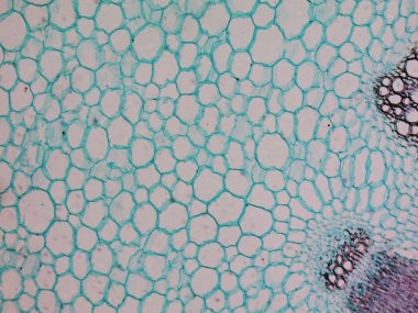 Heliansthus test kök