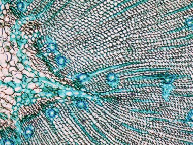 Çam Ağacı mikrografı