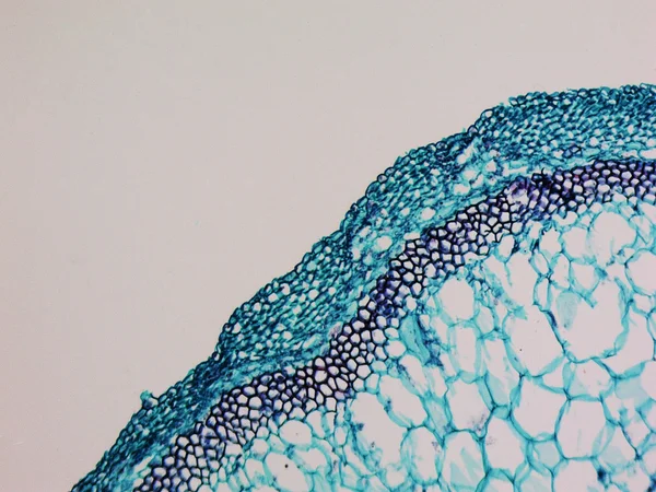 Стволовой микрограф Cucurbita — стоковое фото