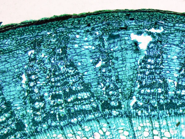 Tilia stem micrographen — Stockfoto