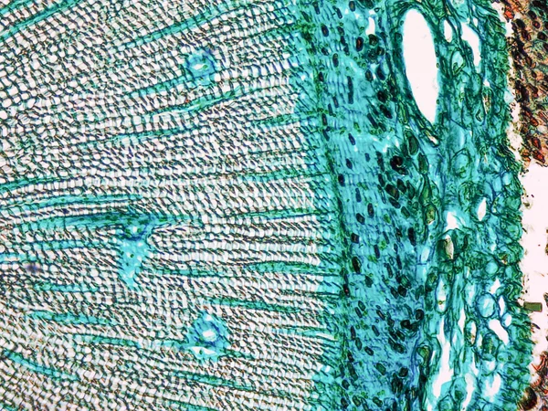 Micrografia de madeira de pinheiro — Fotografia de Stock