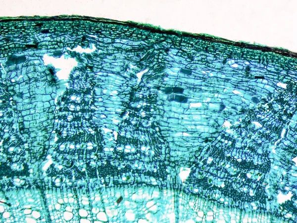 Tilia macierzystych Mikrogram — Zdjęcie stockowe