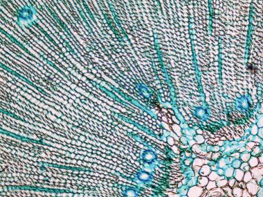 Çam Ağacı mikrografı