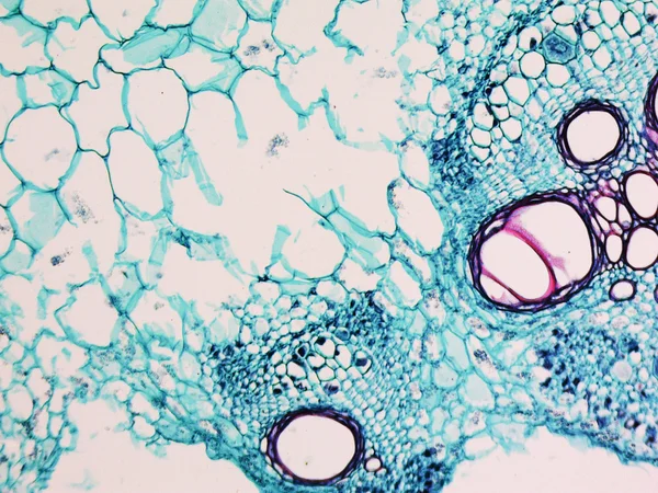 Cucurbita stem micrographen — Stockfoto