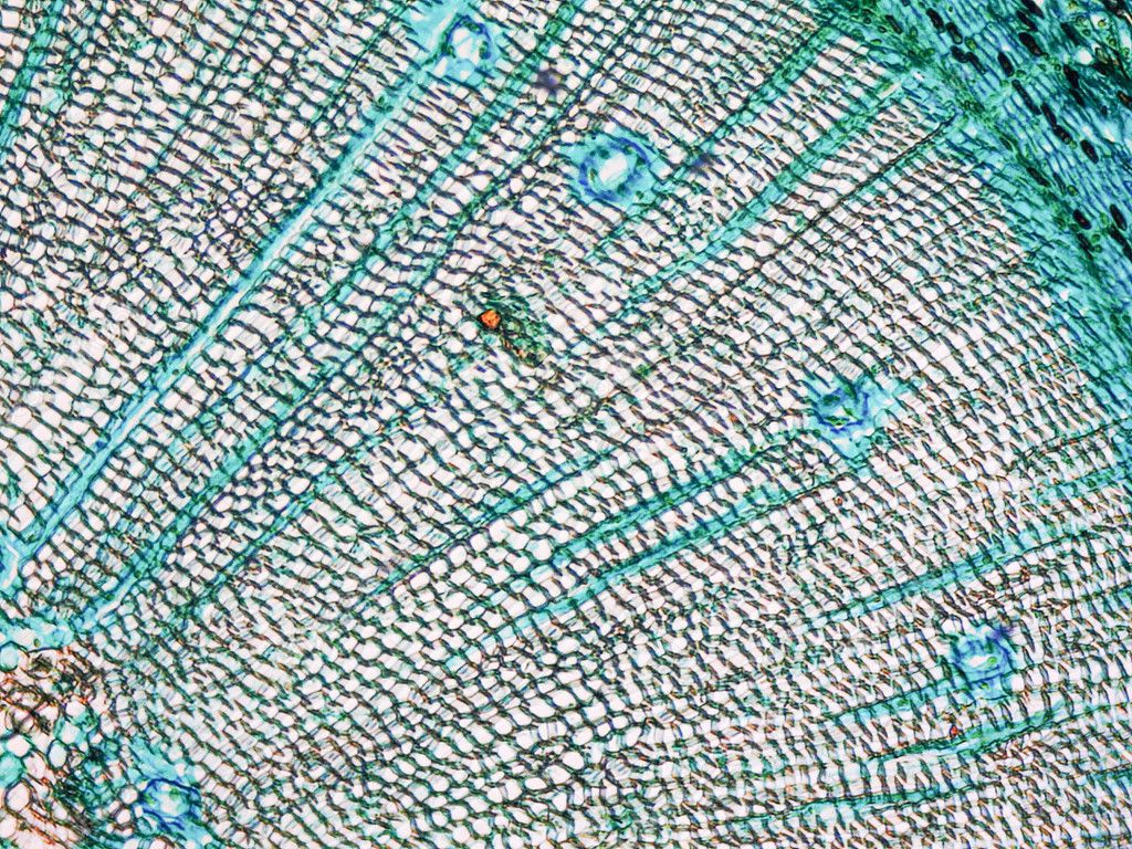 Pine Wood micrograph