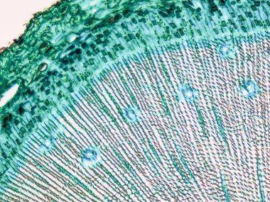 Çam Ağacı mikrografı
