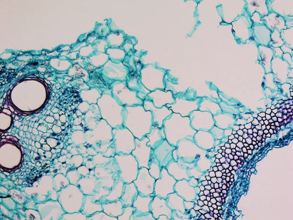 Micrograf stem Cucurbita — Fotografie, imagine de stoc