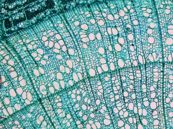 Tilia stem micrographen — Stockfoto
