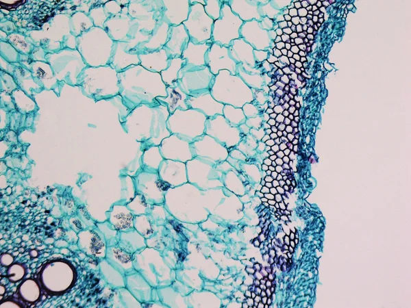 Cucurbita macierzystych Mikrogram — Zdjęcie stockowe