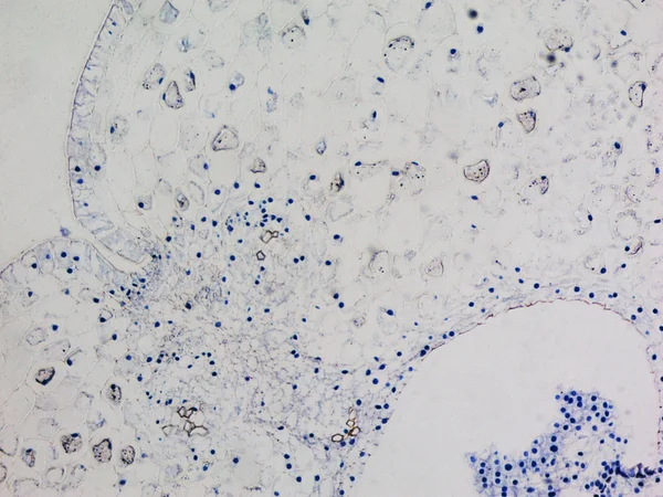 Lily ovary micrograph — Stock Photo, Image