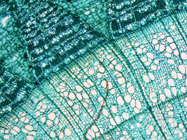 Tilia stem micrograph — Stock Photo, Image