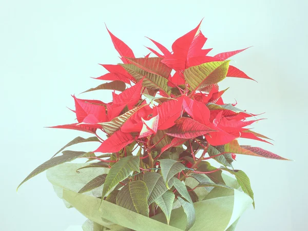 Poinsettia Étoile de Noël — Photo