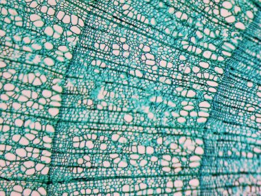 Tilia kök test