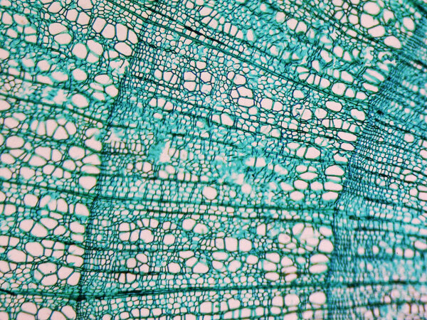 Tilia stem micrograph