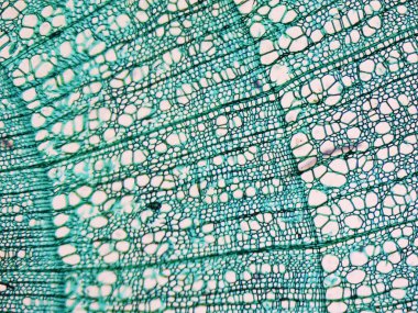 Tilia kök test