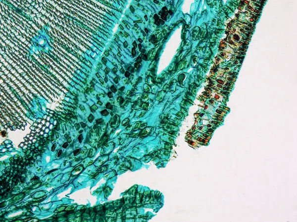 Pine Wood micrograph — Stock Photo, Image