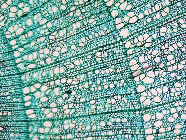 Tilia stem micrograph — Stock Photo, Image