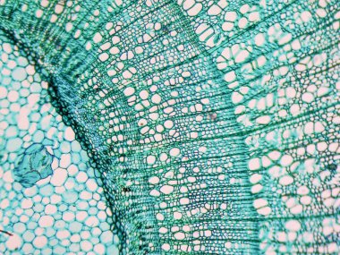 Tilia kök test