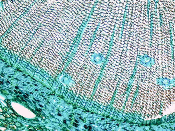 Pine Wood micrograph — Stock Photo, Image