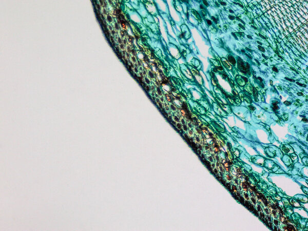 Pine Wood micrograph