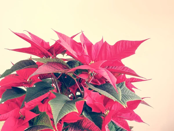 Mikulásvirág, karácsonyi csillag — Stock Fotó