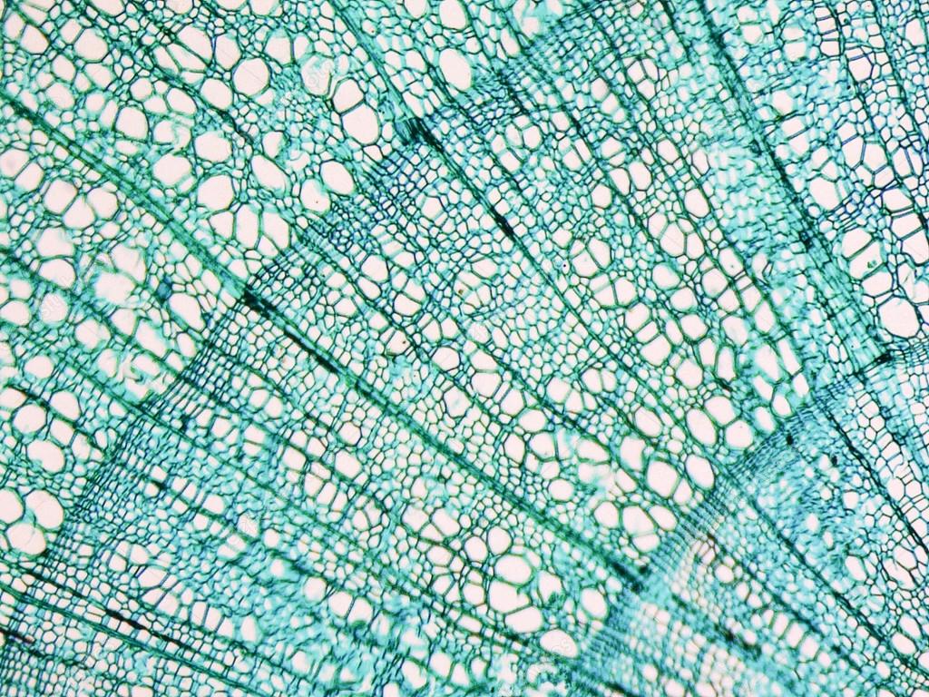 Tilia stem micrograph