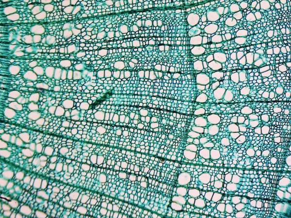 Tilia stem micrographen — Stockfoto