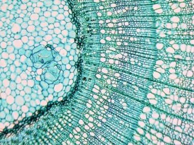 Tilia stem micrograph clipart