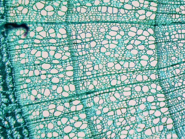 Tilia stem micrographen — Stockfoto