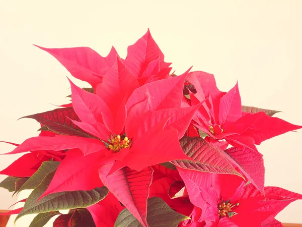 Poinsettia Kerstster — Stockfoto