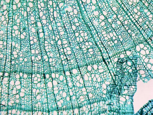 Tilia stem micrograph — Stock Photo, Image