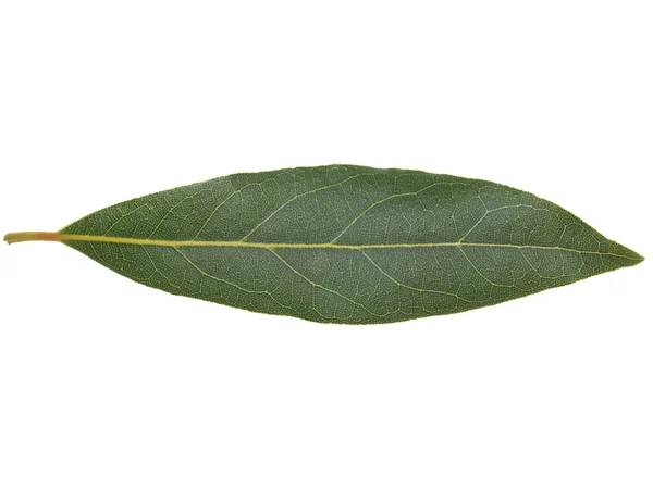 Изолированный лист дерева Лорел-Бэй — стоковое фото