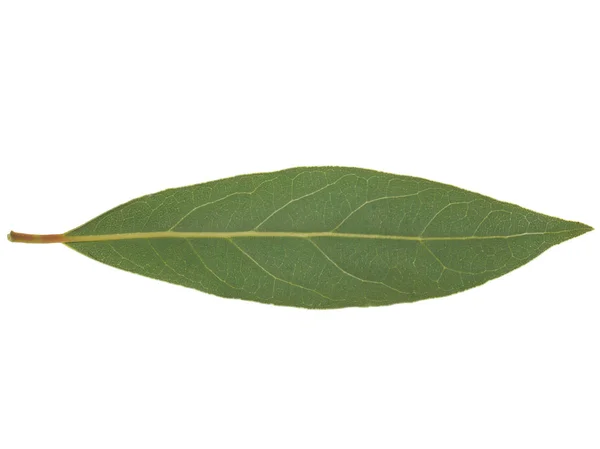 Laurel Bay hoja de árbol aislada — Foto de Stock