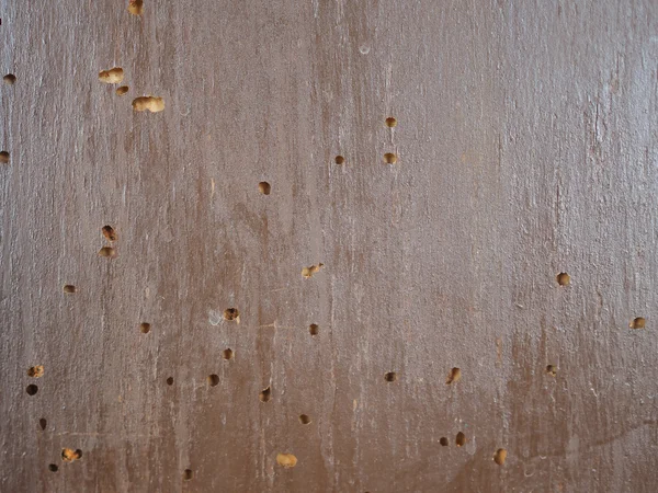 Wood damaged by furniture beetle — Stock Photo, Image