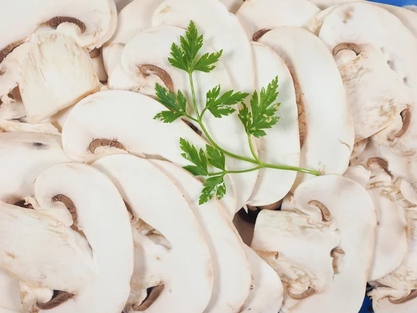 Champignon paddestoel achtergrond — Stockfoto