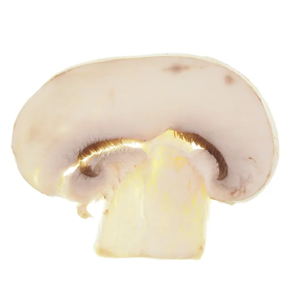 Champinjon svamp isolerade — Stockfoto