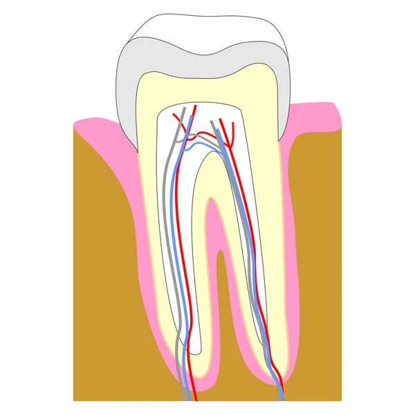 Tooth section — Stock Photo, Image