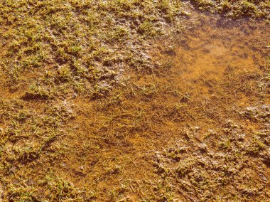 Retro görünüm bataklık arka plan