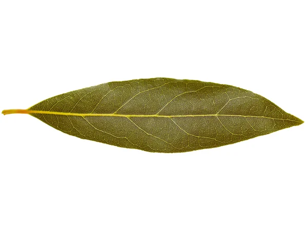 Retro look Laurel Bay tree leaf isolated — Stock Photo, Image