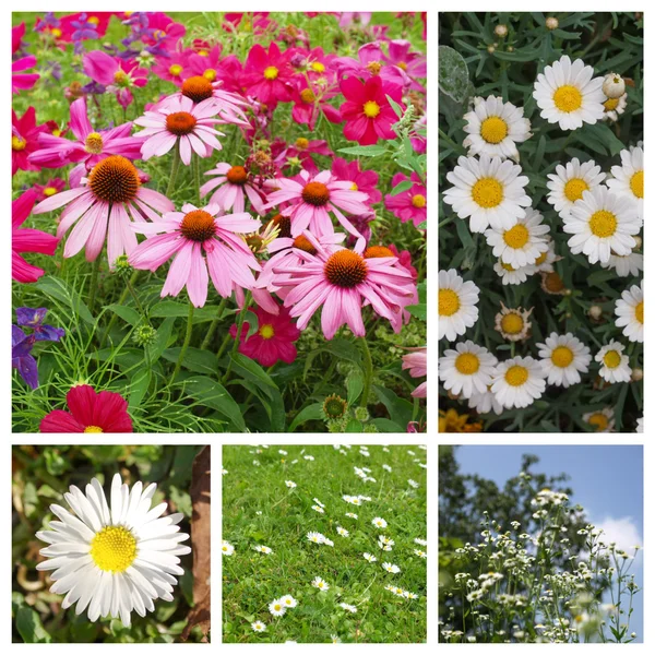 Ensemble de fleurs de marguerite — Photo