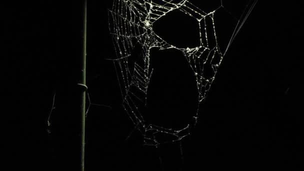 Spider web — Stock Video