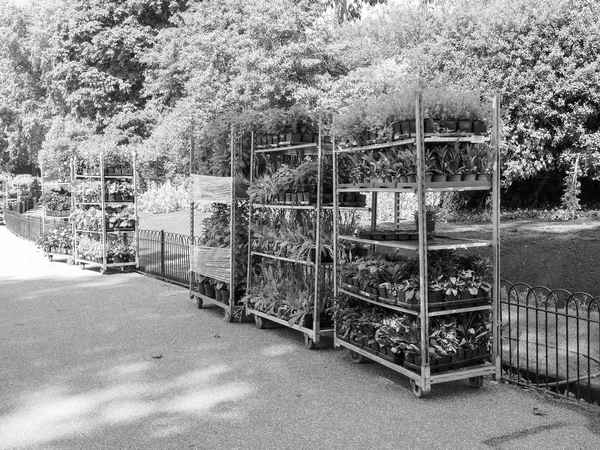 Μαύρο και άσπρο St James Park κηπουρική — Φωτογραφία Αρχείου
