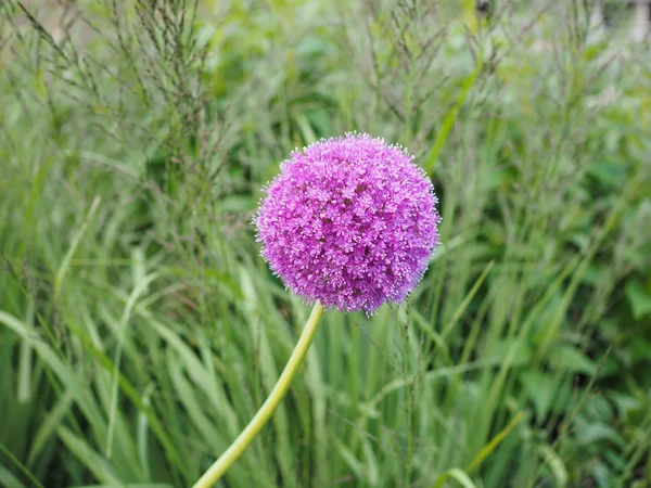 Μοβ λουλούδι Allium — Φωτογραφία Αρχείου