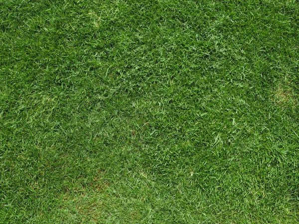 Green grass meadow background — Stock Photo, Image