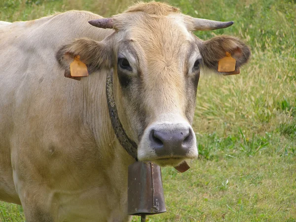 Fisheye view of Cow mammal — Stock Photo, Image