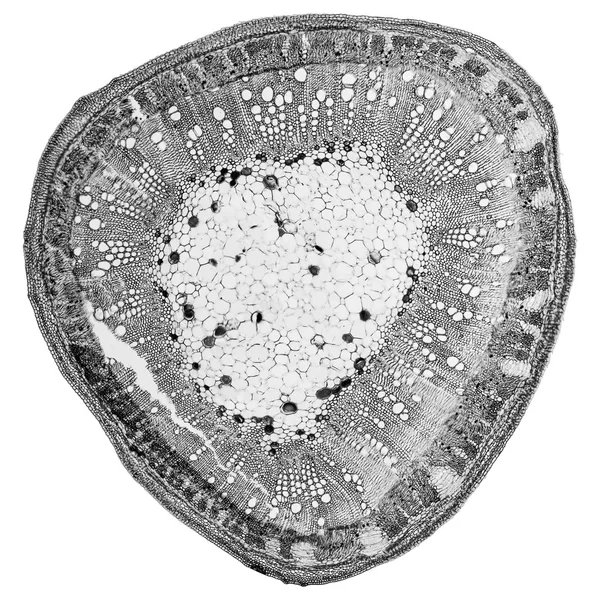Черно-белый стебельный микрограф хлопка — стоковое фото